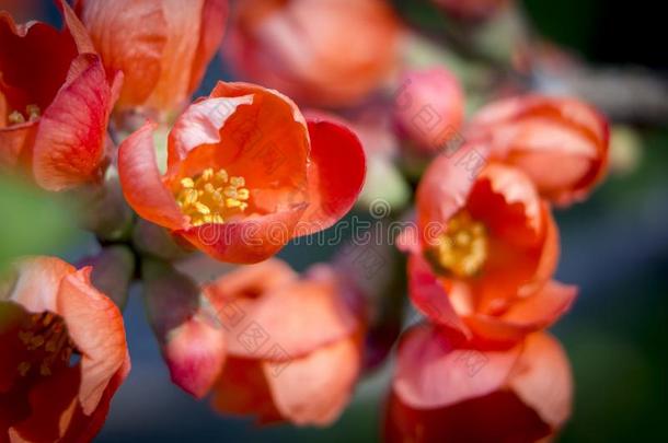 红色的花关于日本人温柏.盛开的摩尔。`英文字母表的第19个字母温柏Chaenome