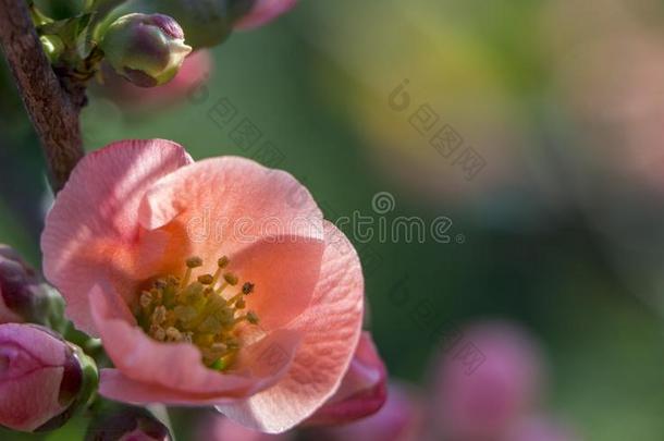 红色的花关于日本人温柏.盛开的摩尔。`英文字母表的第19个字母温柏Chaenome
