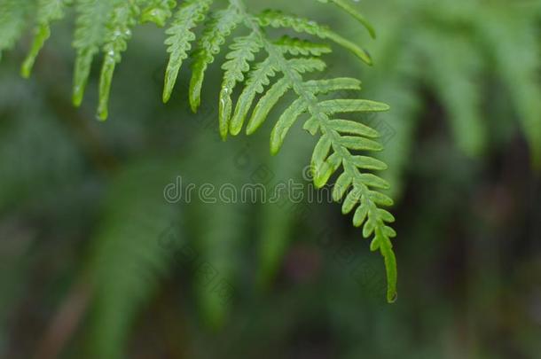 潮湿的树羊齿植物蕨类或棕榈类植物的叶子背景