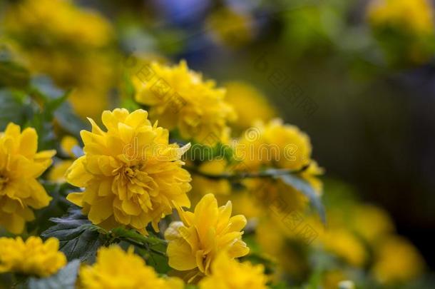 中国棣棠属日本产植物,一be一utiful黄色的开花灌木.