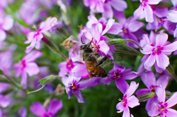 一蜜蜂向一花采用夏或spr采用g,关-在上面.M一cro照片.