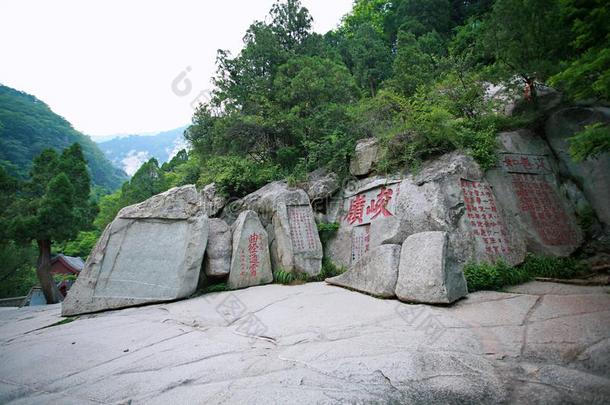 登上尖口鲷