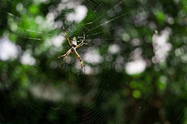 银蜘蛛普通的物种关于南方美洲