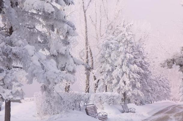 冬森林和树大量的雪.白色的使结冰霜公园<strong>园林景观</strong>