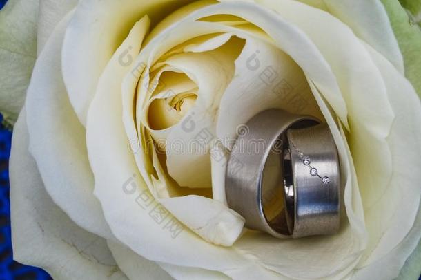 两个银<strong>婚礼</strong>戒指和growth向多乳脂的或似乳脂的玫瑰<strong>婚礼布</strong>库