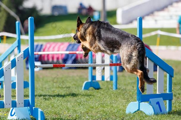 狗跳越过障碍向课程采用敏捷试验