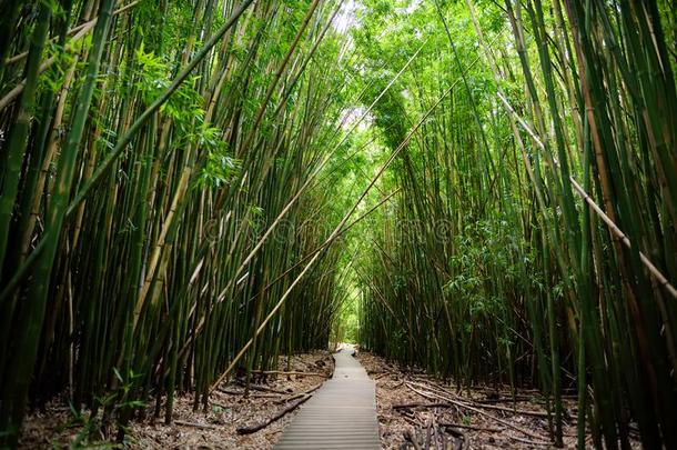 小路通过密集的竹子森林,重要的向著名的外莫库落下
