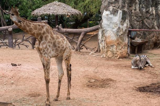 年幼的长颈鹿动物和年幼的斑马动物