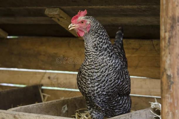 母鸡阴影卵在指已提到的人farmPortrait关于富有色彩的母鸡越过棕色的