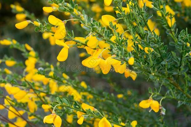 金雀花属金雀花,普通的扫帚或扑灭扫帚黄色的花英语字母表的第3个字母