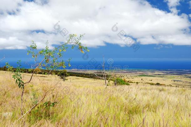 美丽的风景关于南方面关于指已提到的人大的岛关于美国夏威夷州