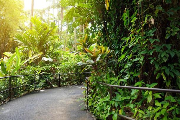 葱翠的热带的植物关于指已提到的人美国夏威夷州热带的植物学的花园