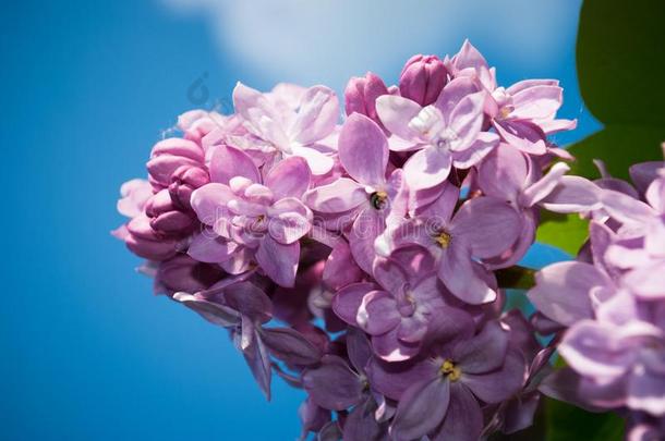 丁香花属.丁香花属s,紫丁香属的植物或注射器.Col或ful紫色的丁香花衬衫