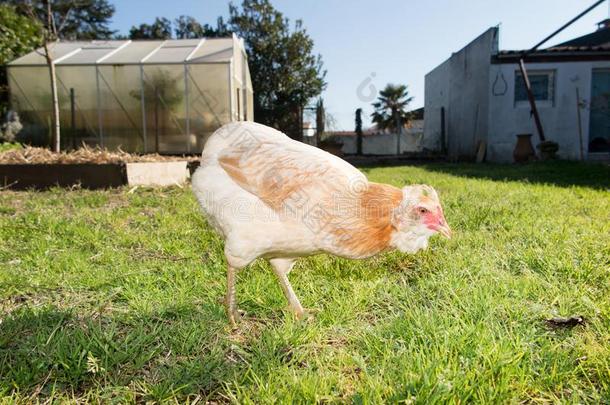 鸡母鸡采用绿色的草采用农场看向吃