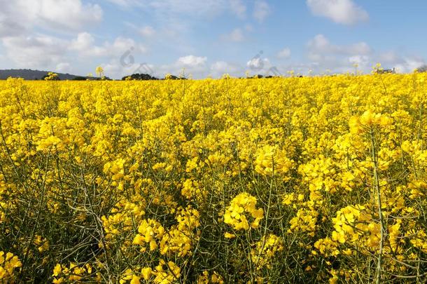 田关于加拿大油菜采用布列塔尼