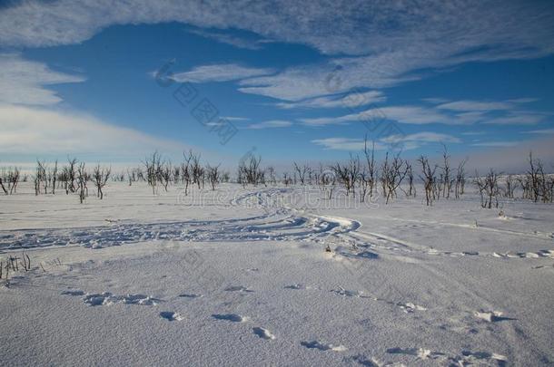 越野地滑雪采用北方的拉普兰美丽的自然
