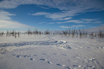 越野地滑雪采用北方的拉普兰美丽的自然图片