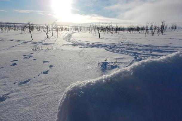 越野地滑雪采用北方的拉普兰美丽的自然