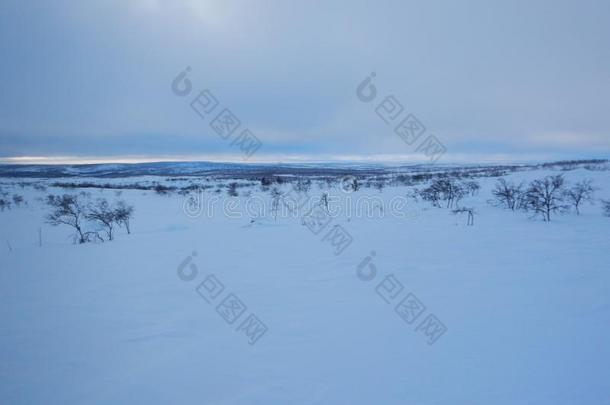 越野地滑雪采用北方的拉普兰美丽的自然