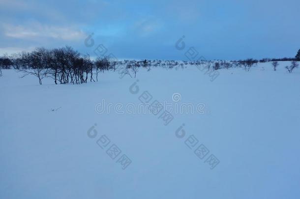 越野地滑雪采用北方的拉普兰美丽的自然