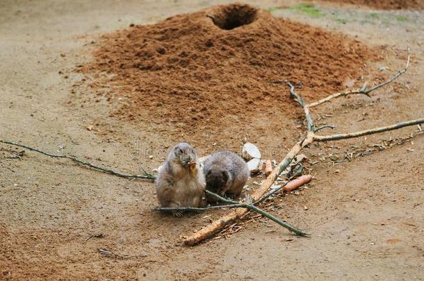 海岛猫鼬或斗篷地面松鼠或囊地鼠.沙漠哺乳动物和subjectmatterarea主题区