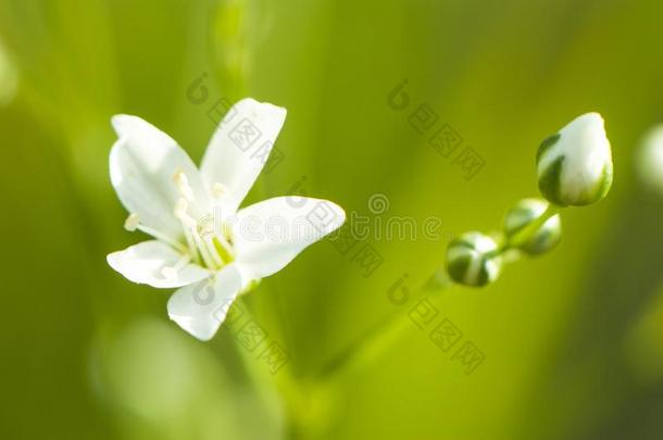 白色的花采用指已提到的人夏