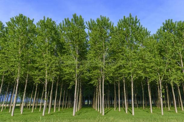 人造的小树林关于年幼的绿色的树