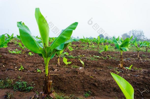 香蕉种植园.香蕉农场.年幼的香蕉植物采用乡下的久远地