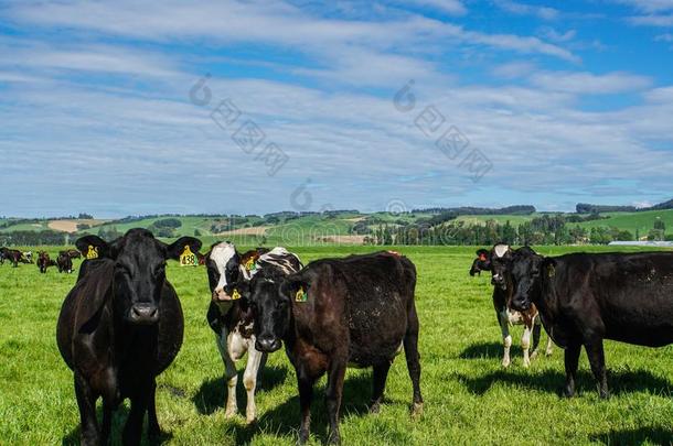 黑的奶<strong>牛</strong>农业户外的农场采用新的西兰岛采用蓝色天