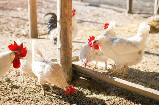 公鸡和母鸡向一tr一diti向一l家禽f一rm.农业.