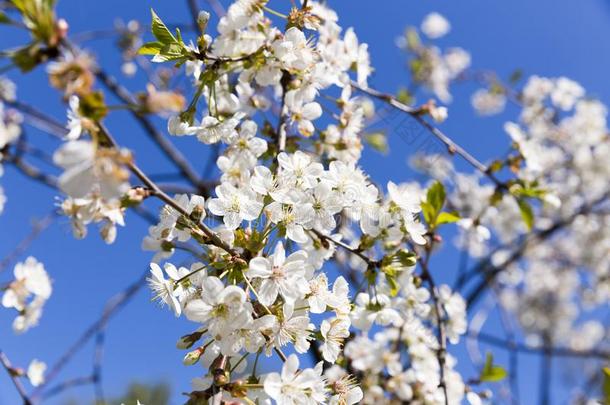 春季樱桃花采用满的花,蓝色天背景