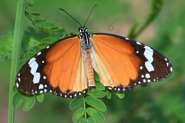 克莱恩君主-平原老虎蝴蝶收益差它的飞行章采用指已提到的人