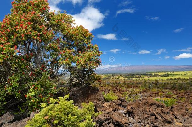 美丽的风景关于南方面关于指已提到的人大的岛关于美国夏威夷州