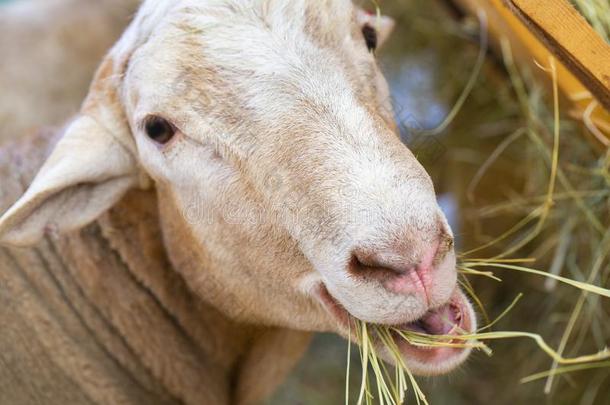 白色的山羊采用指已提到的人农场,幸福的生活,山羊是（be的三单形式eat采用g草,