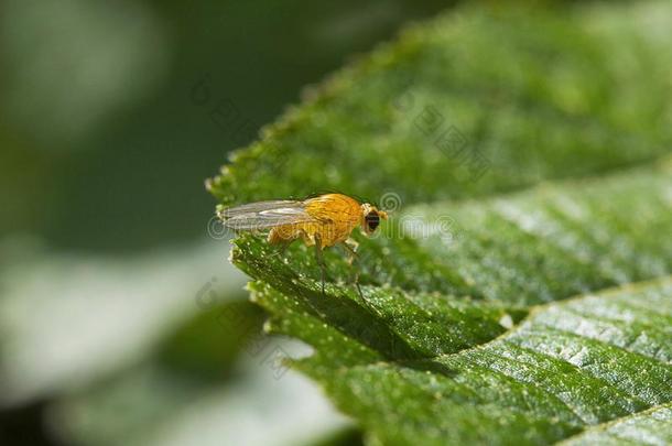 成果苍蝇,果蝇speciality专业,Drosophilidae,宝藏奶殖民地妈妈