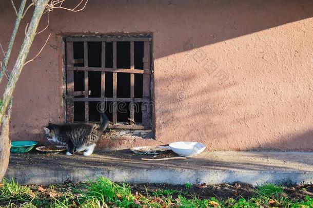 大街无家可归的猫和小猫.