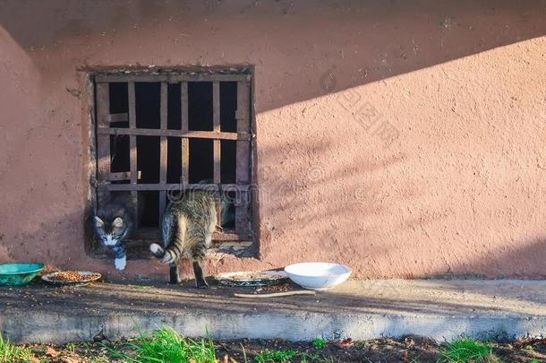 大街无家可归的猫和小猫.