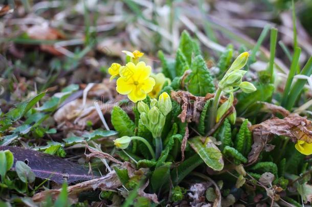 美丽的花园花.黄色的<strong>樱草</strong>属的植物.