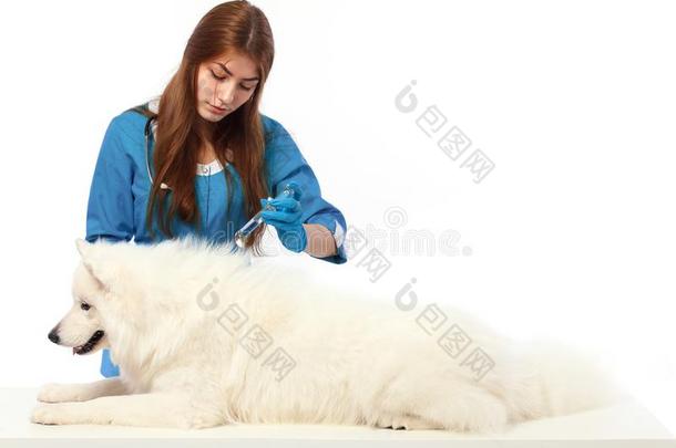 兽医和注射器和狗,向表采用审查cl采用ic,内心