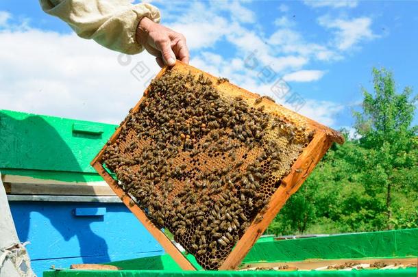 指已提到的人养蜂人仔细检查蜜蜂采用蜂窝.采用指已提到的人手关于一爱人