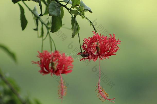 石莲子植物花