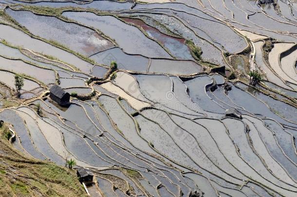 稻田,稻台阶.采用云南云南省份