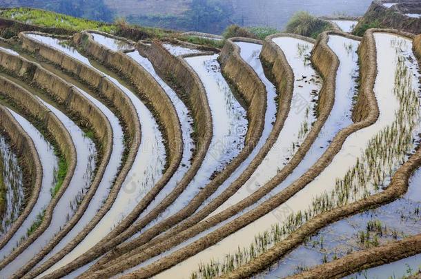 稻田,稻台阶.采用云南云南省份