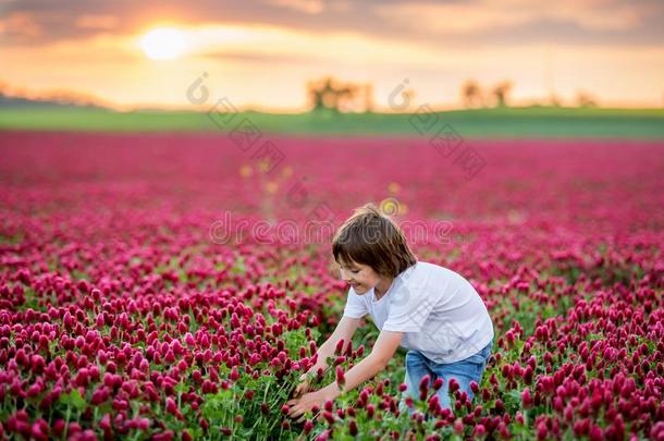 美丽的小孩采用华丽的深红色三叶草田向日落,迦特=gat