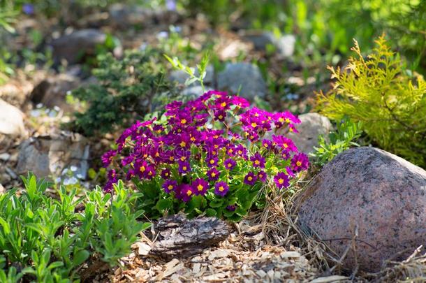 紫色的樱草属的植物采用指已提到的人<strong>假山</strong>