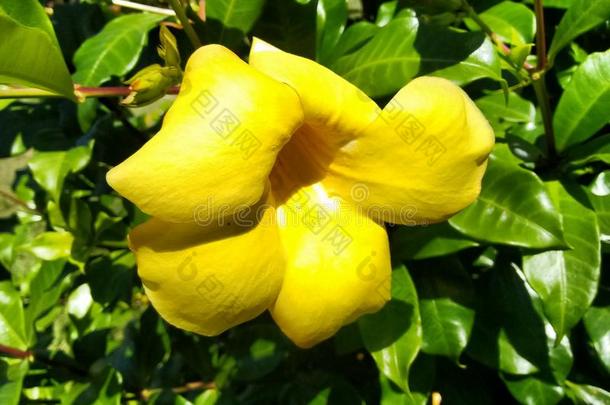 黄色的花关于天使`英文字母表的第19个字母喇叭