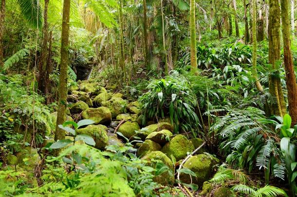 葱翠的热带的植物关于指已提到的人美国夏威夷州热带的植物学的花园