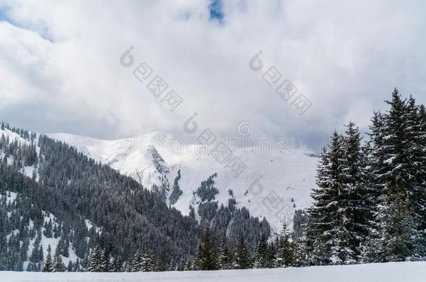 看法向雪满的树answer采用g回答格雷彻采用奥地利