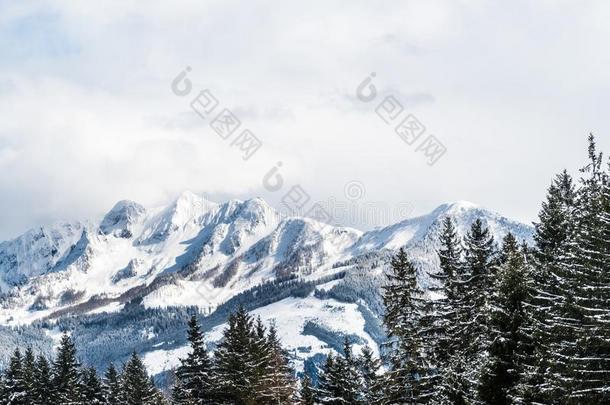 看法向雪满的树answer采用g回答格雷彻采用奥地利