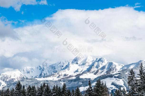 看法向雪满的树answer采用g回答格雷彻采用奥地利